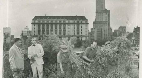 קנאביס בניו יורק – צמחי קנאביס ענקיים צמחו בכל רחבי ברוקלין עד 1951