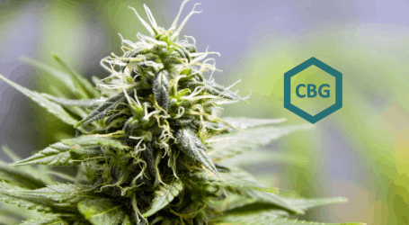קנביגרול (CBG) – הקנבינואיד העיקרי בצמח הקנאביס
