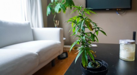 קנדה וגידול ביתי: הצעת החוק מתירה גידול ביתי של עד ארבעה צמחים