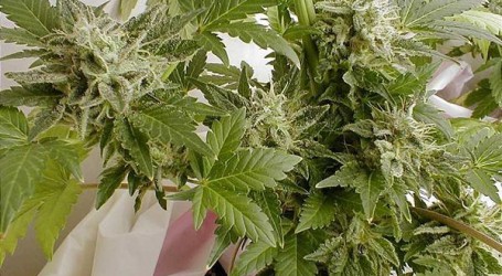 גידול קנאביס – טעויות של מתחילים