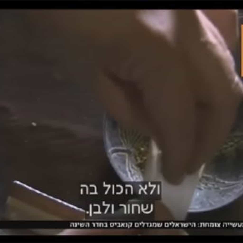 סצינת גידול הקנאביס