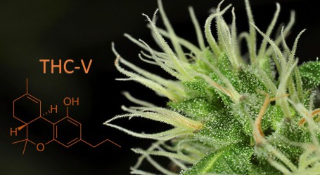 THC-V – מה זה? ומהם ההשפעות הרפואיות שלו?