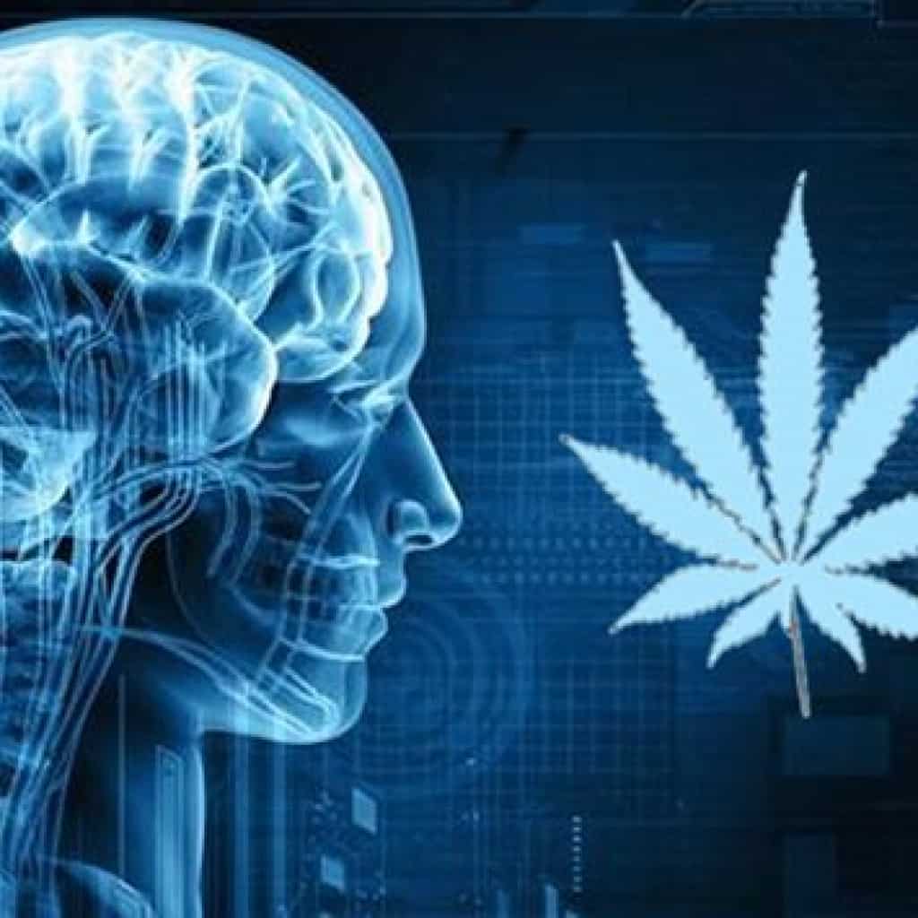 זיכרון וקנאביס