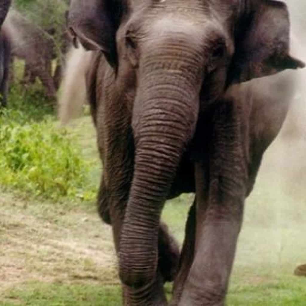 פילים, סרי לנקה