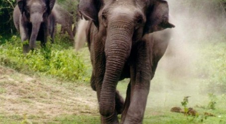 סרי לנקה: פילים מסתערים הצילו סוחרי קנאביס מפשיטה משטרתית