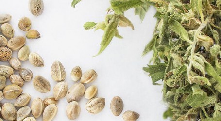 זרעי קנאביס – איך נדע שהם טובים?