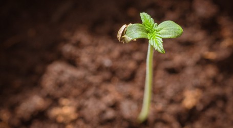הנבטת זרעי קנאביס – איך מנבטים קנאביס בקלות?