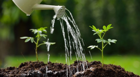 השקיה נכונה – איך להימנע מטעויות השקיה נפוצות