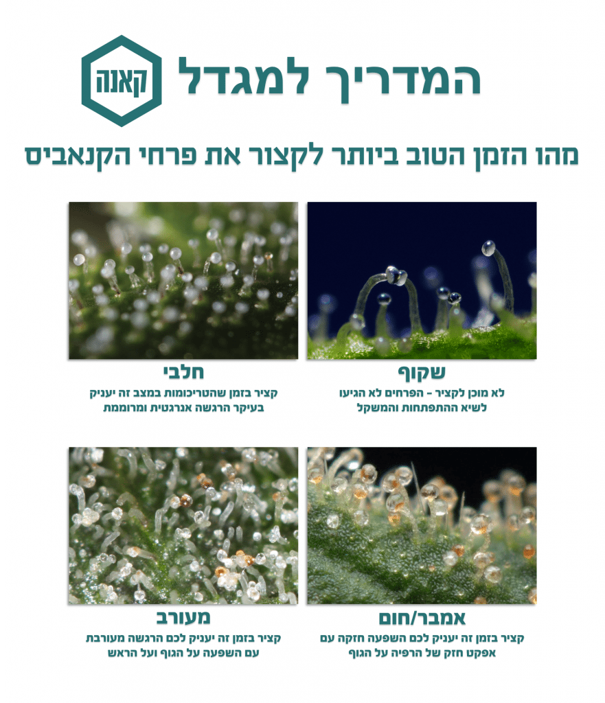 איך לדעת מתי להוריד צמח קנאביס איך לדעת מתי להוריד צמח קנאביס