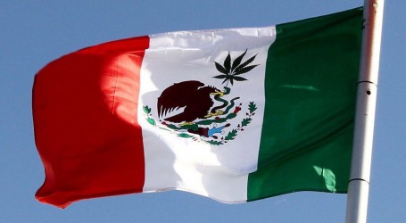 מקסיקו מאשרת שימוש גידול וייצור של קנאביס רפואי