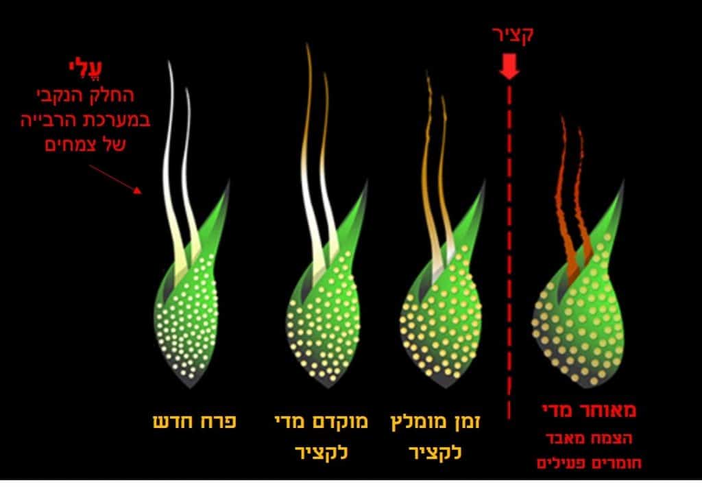 מתי לעשות קציר קנאביס