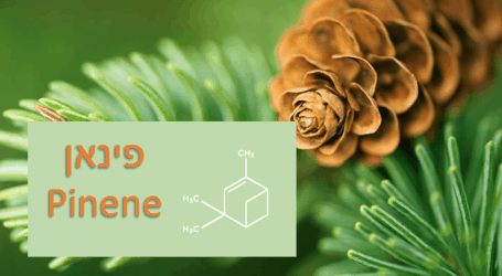 פינאן (pinene) הטרפן שעוזר לחרדה ולאסטמה