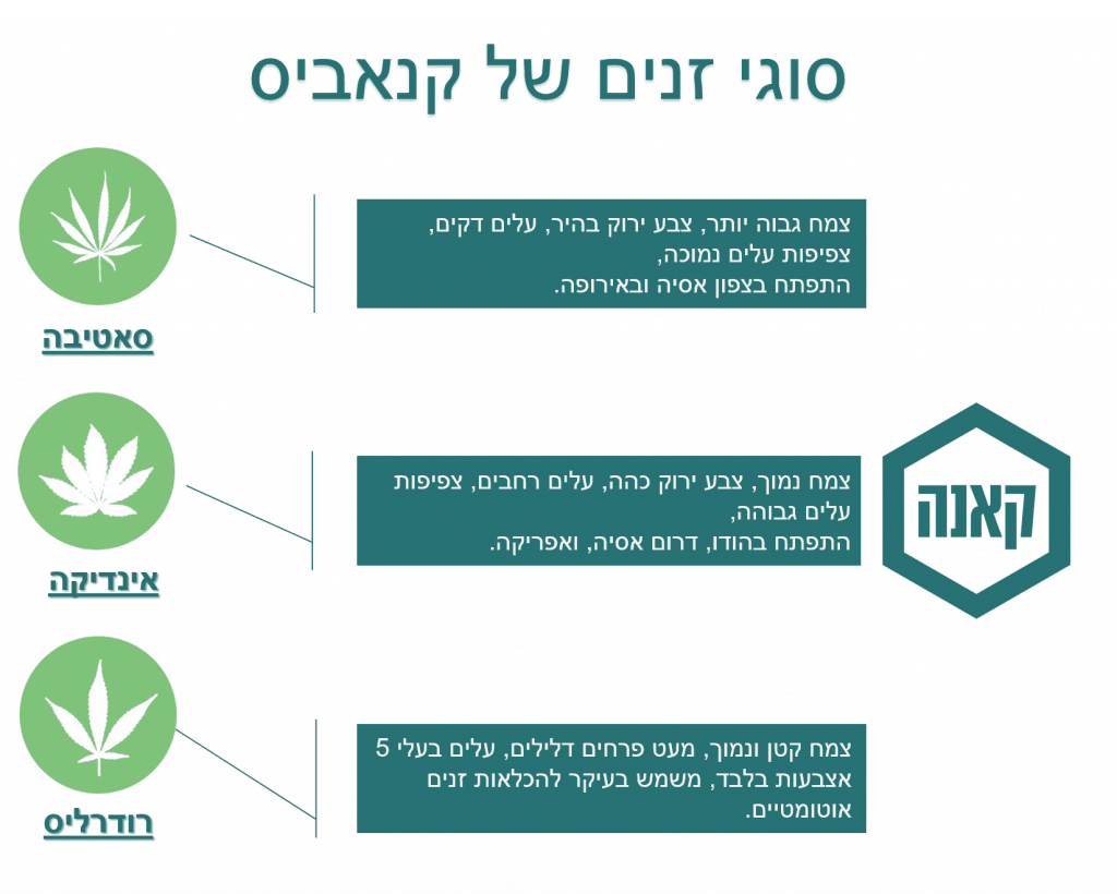 רודרליס