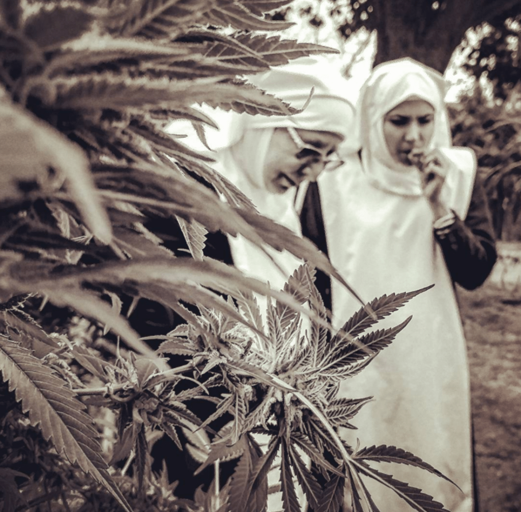 קנאביס עם CBD