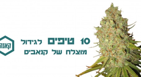 קנאביס רפואי לאוטיזם – הרהורים על ניסיון של שנה עם כמאה ילדים