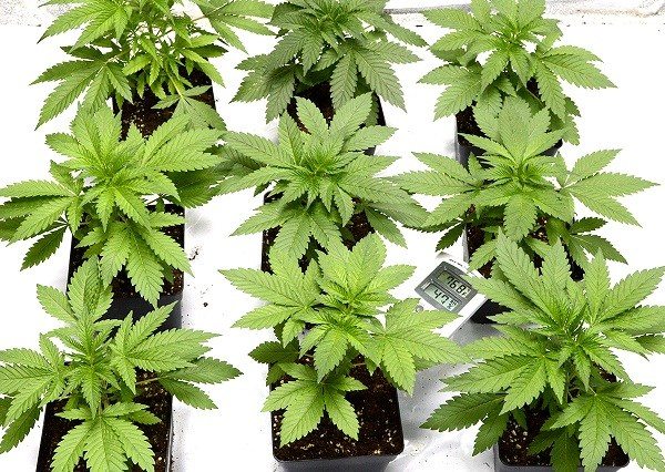 שתילי קנאביס