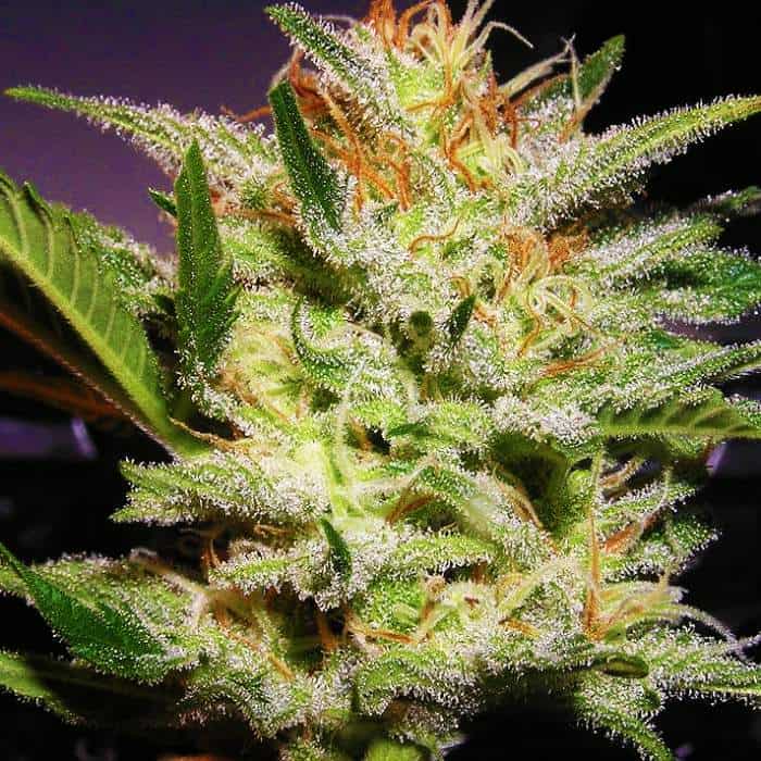 Daisey Haze