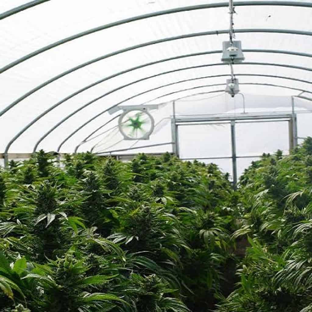 קנאביס רפואי