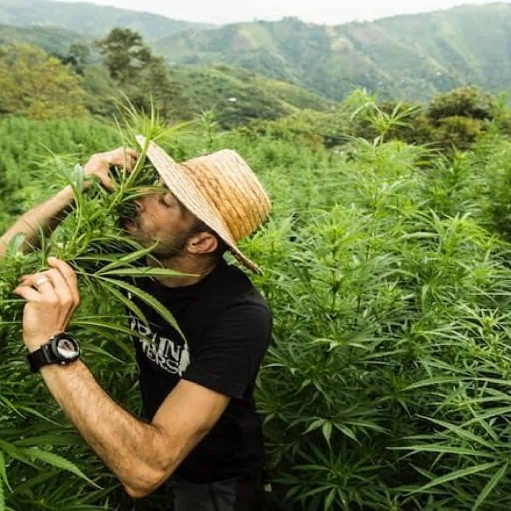 מטע קנאביס - קולומביה