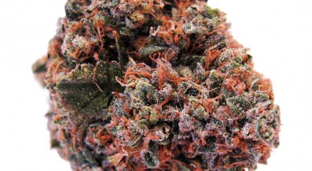סטרוברי קוש – Strawberry kush