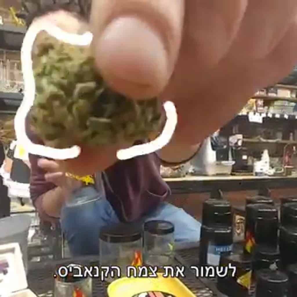 אחסון קנאביס מקצועי פאפיז איך לאחסן קנאביס