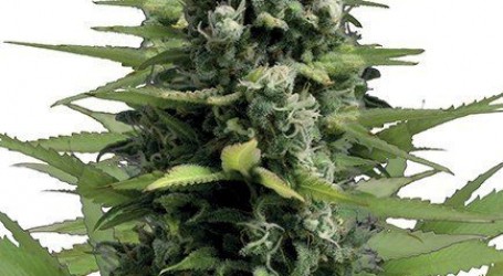 למון הייז – Lemon Haze