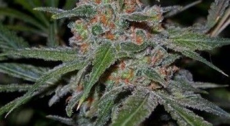 למון סקאנק – Lemon Skunk