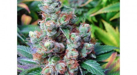 ניו יורק דיזל – NYC Diesel