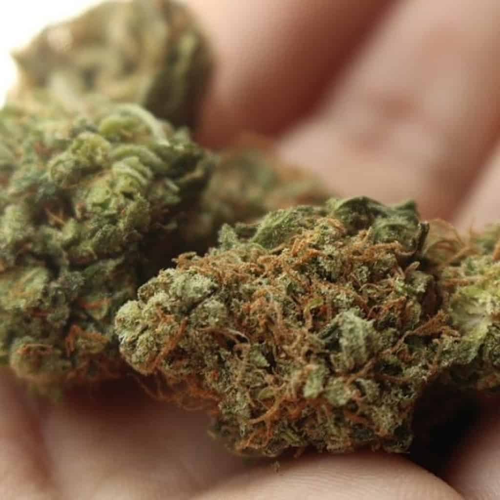 פרחי קנאביס