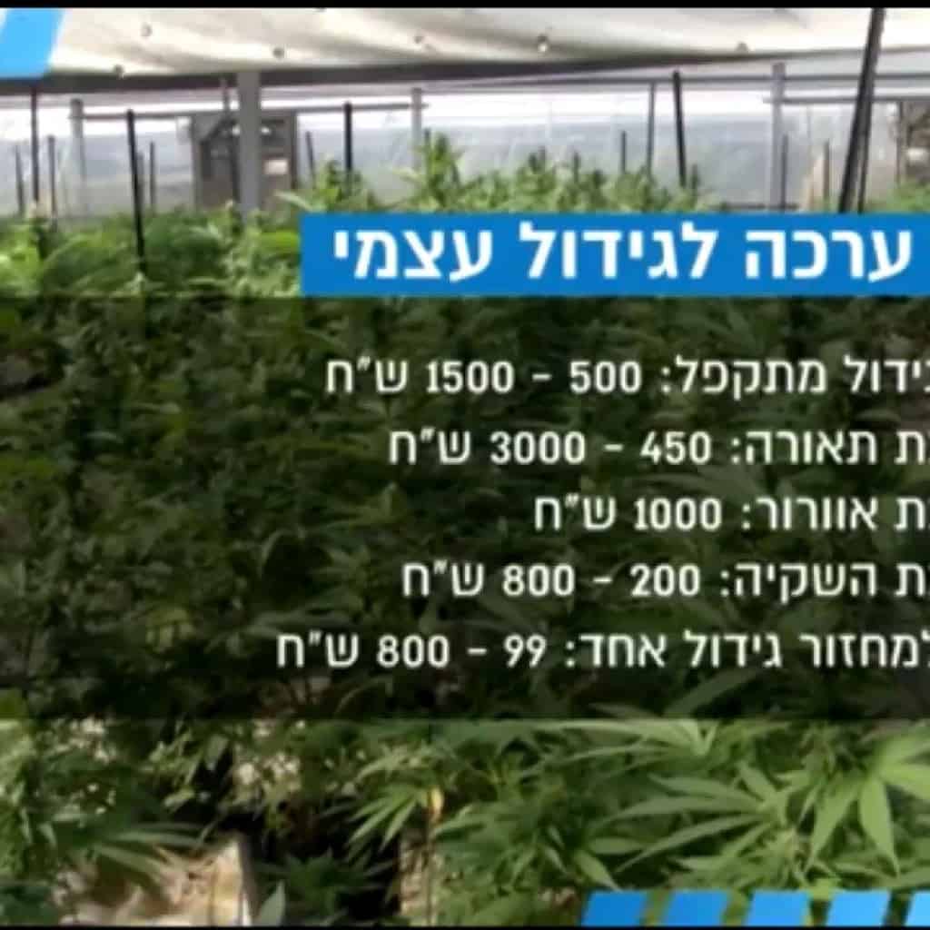 גידול קנאביס בבית