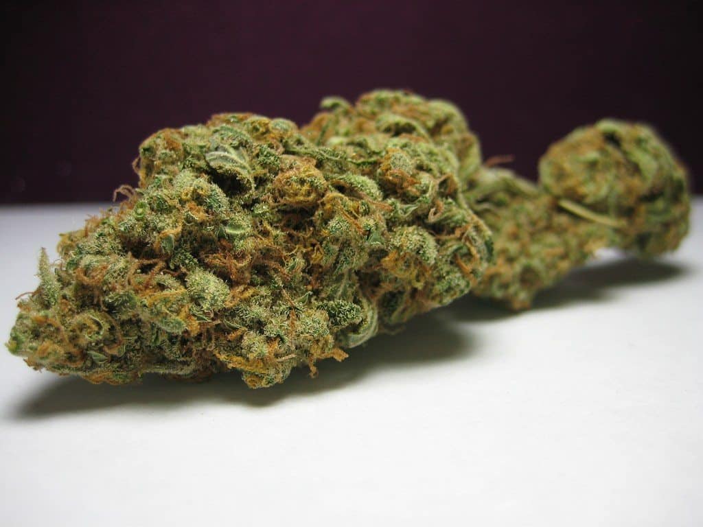 Daisey Haze
