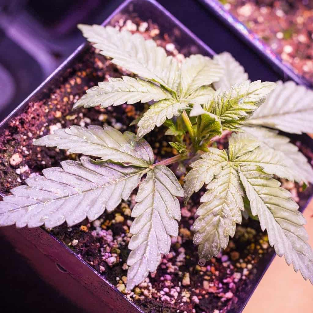 גידול קנאביס - עציץ