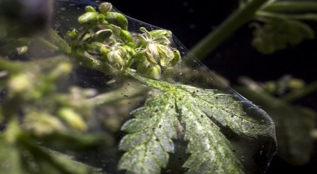 מזיקים בצמח הקנאביס: ממה להיזהר ואיך למנוע מראש?