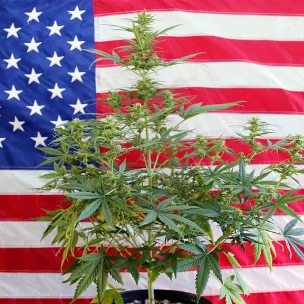 קנאביס ארה"ב