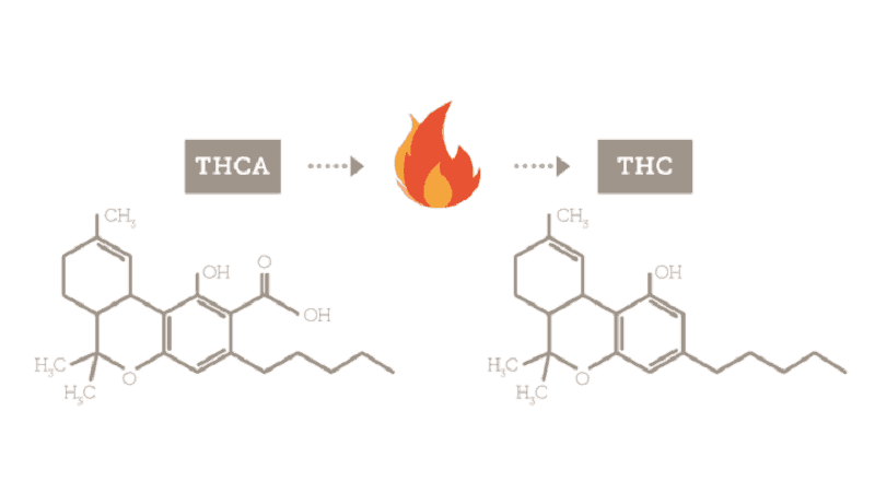 חוצמת THCA - המקור ל THC וסוד הקנאביס הטרי