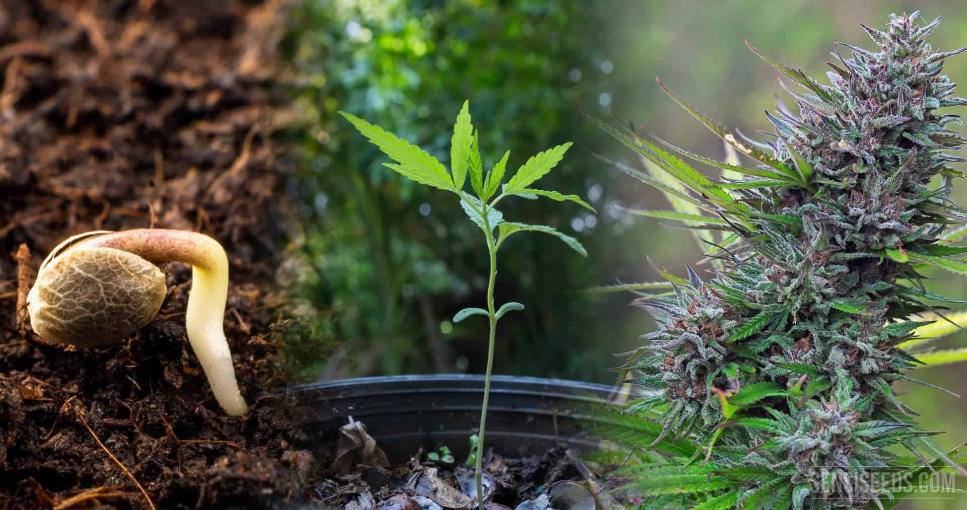 מזרע לפרח - מחזור הגידול של צמח הקנאביס