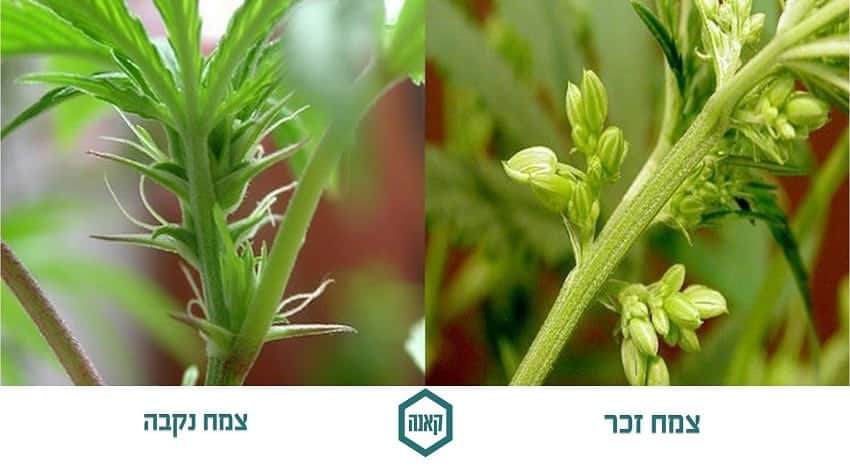 צמח קנאביס נקבי