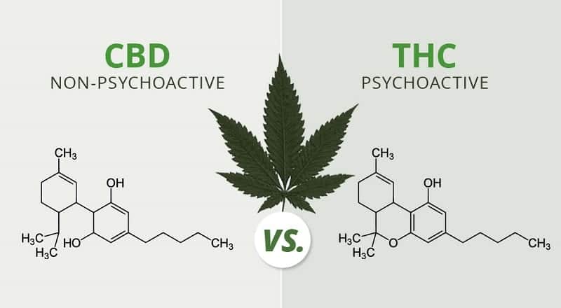 THC זה לא CBD - ההבדל בין פנאי לרפואה