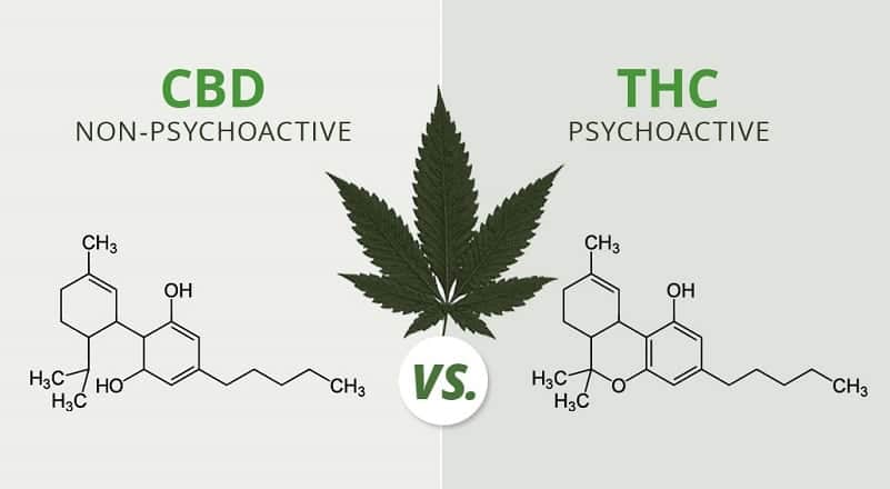 THC מול CBD - שמיים וארץ בהשפעה על שינה