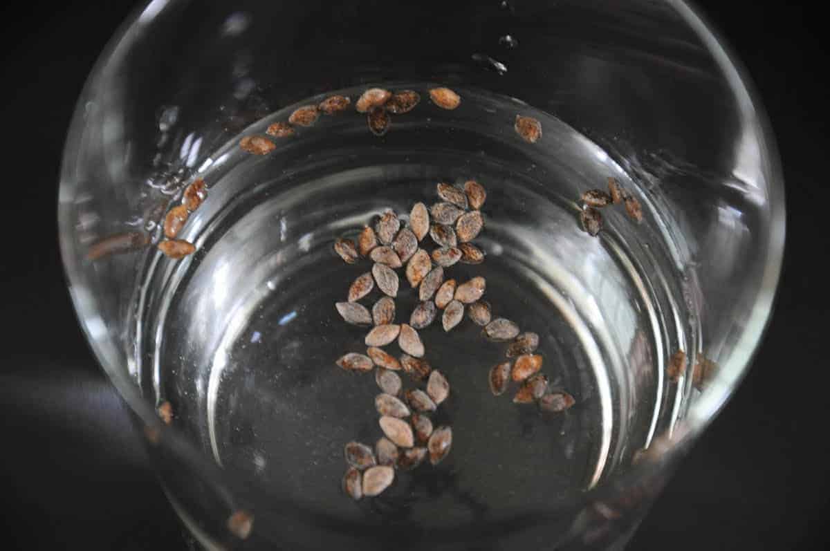 הנבטת זרעים בכוס מים