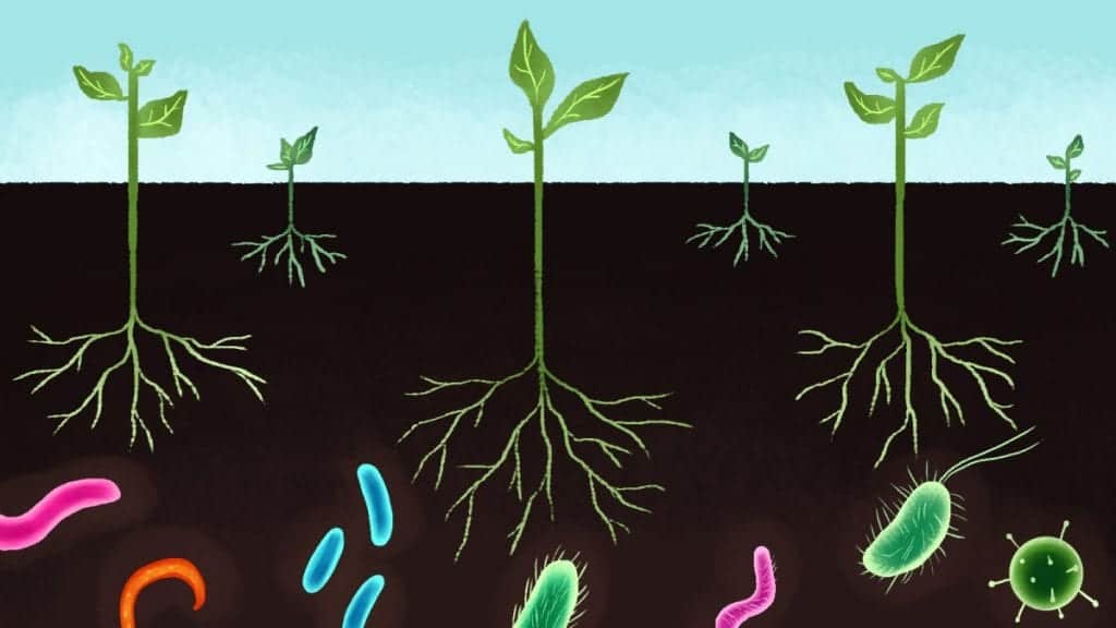 פרוביוטיקה - החיידקים דואגים לצמחים שלכם