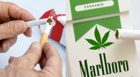 ענקית הטבק ‘אלטריה’ השקיעה 1.8 מיליארד דולר בחברת קנאביס
