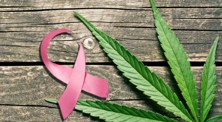 מחקר מראה: CBD מונע התפתחות גרורות סרטן השד