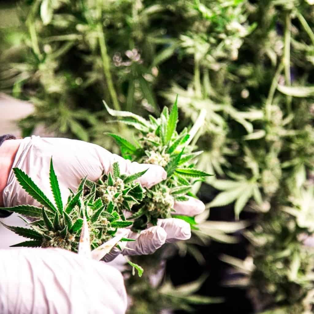 המירוץ לתרופה התחיל - רווחת המטופלים נגד הייצוא