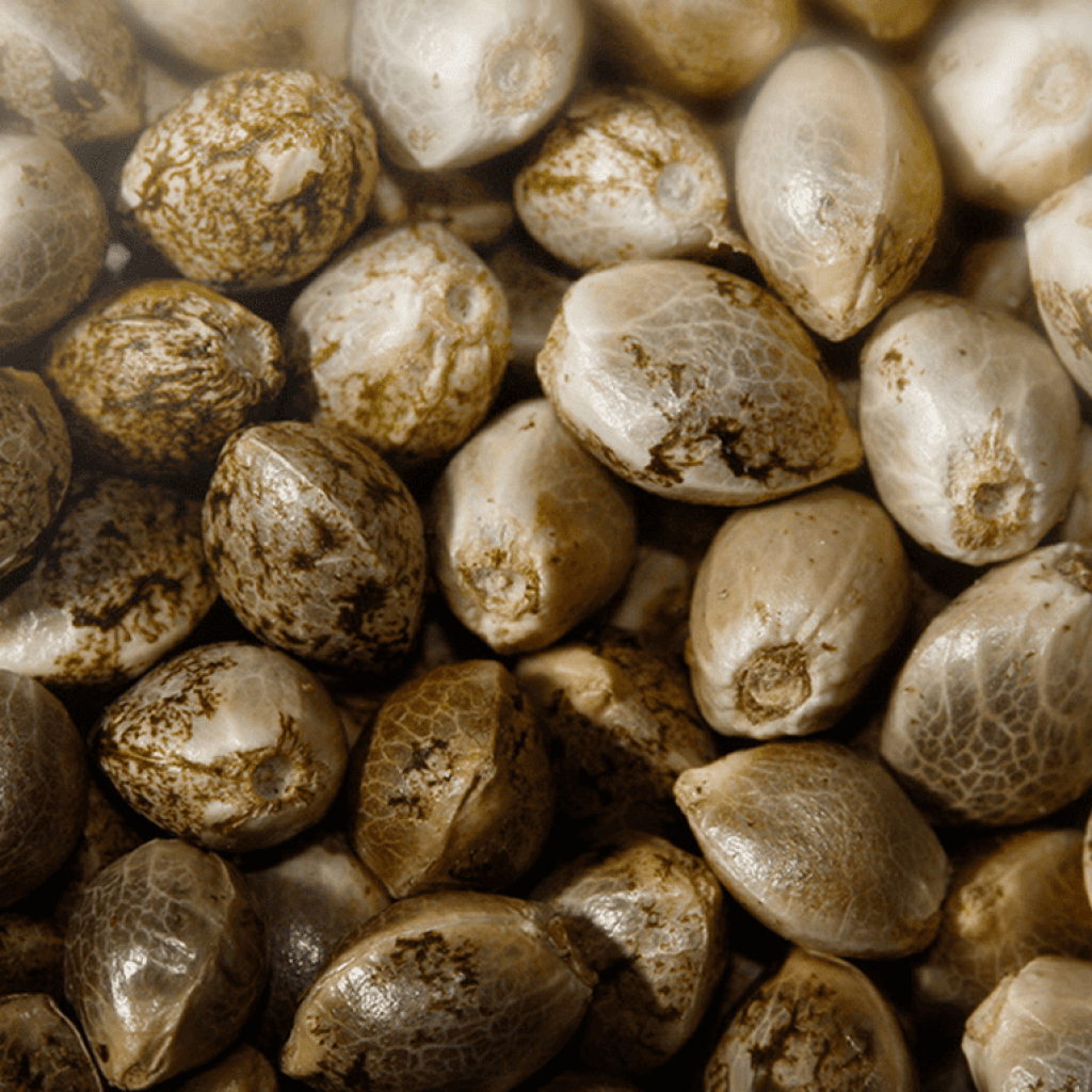 פמינציה - מהם זרעי קנאביס נקביים, ואיך מייצרים אותם?