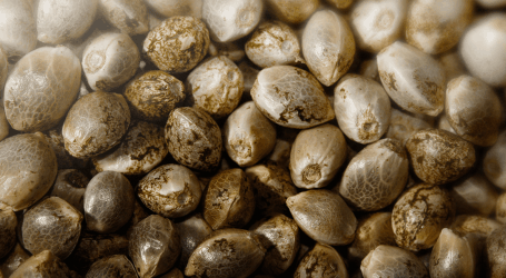 פמינציה – מהם זרעי קנאביס נקביים, ואיך מייצרים אותם?