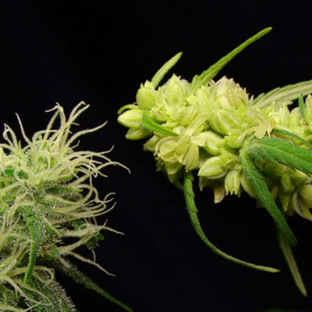 האבקה - איך נוצרים זרעי קנאביס בתוך הצמח?