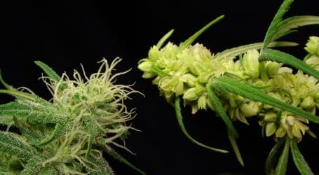 האבקה – איך נוצרים זרעי קנאביס בתוך הצמח?
