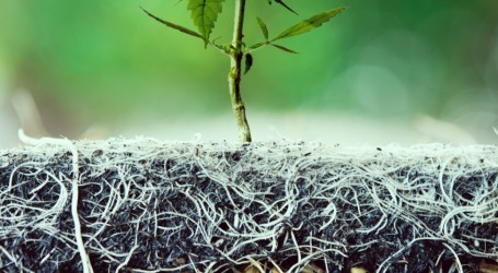 עבודת שורשים – מה אפשר לעשות עם שורשי צמח הקנאביס?