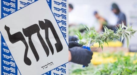 הליכוד ניצח, הקנאביס הפסיד – עכשיו מחכים לביבי